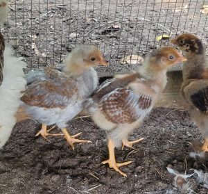 Blue laced red wyandottes pullet and cockerels