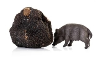 boar sniffing truffle