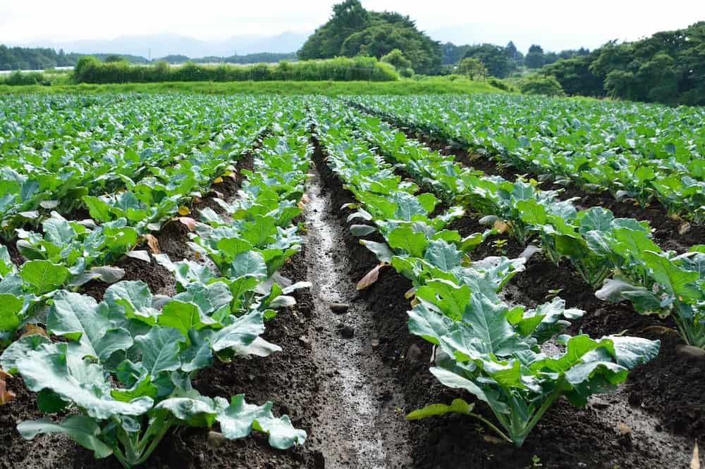 Broccoli Plant Growing, Caring, & Harvesting Guide