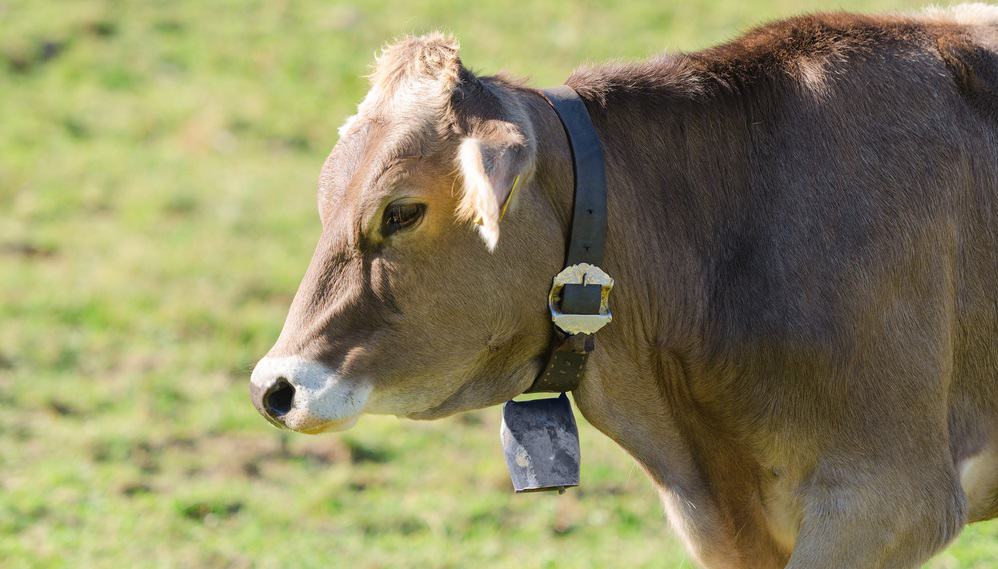 brown swiss cow eyes