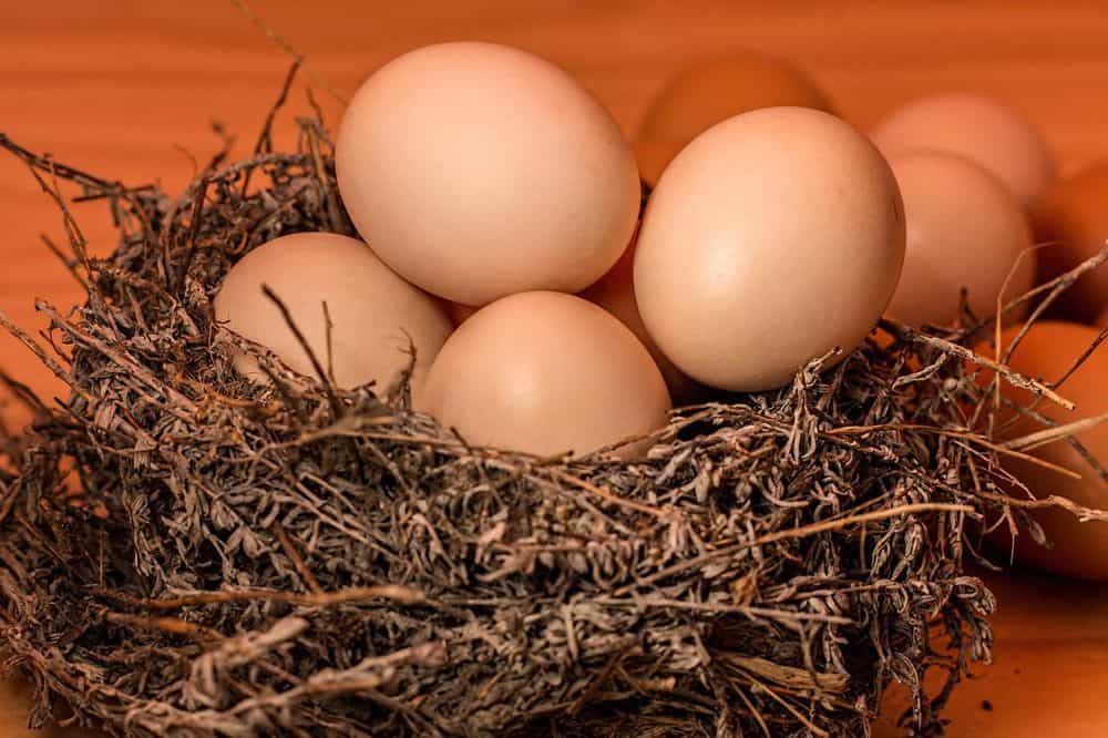 brown eggs