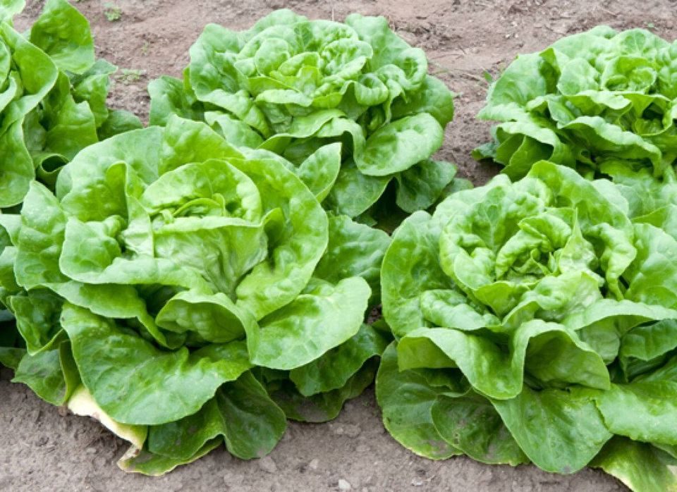 growing butterhead lettuce