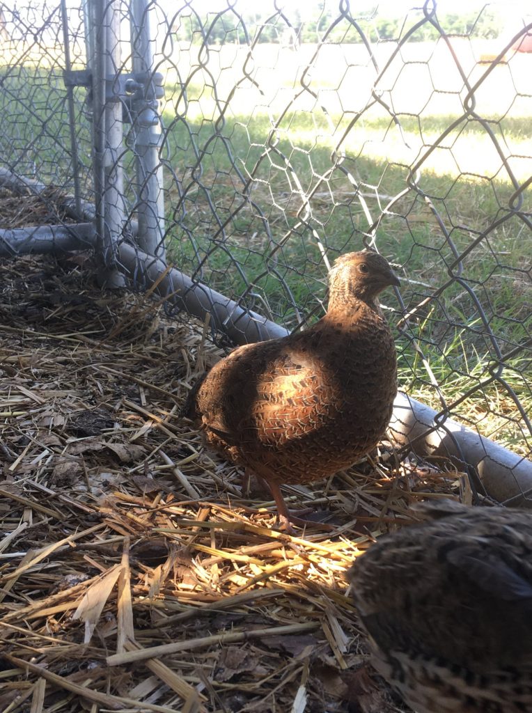 raising Coturnix quail