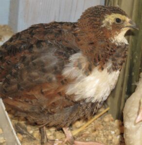 Tuxedo Coturnix quail