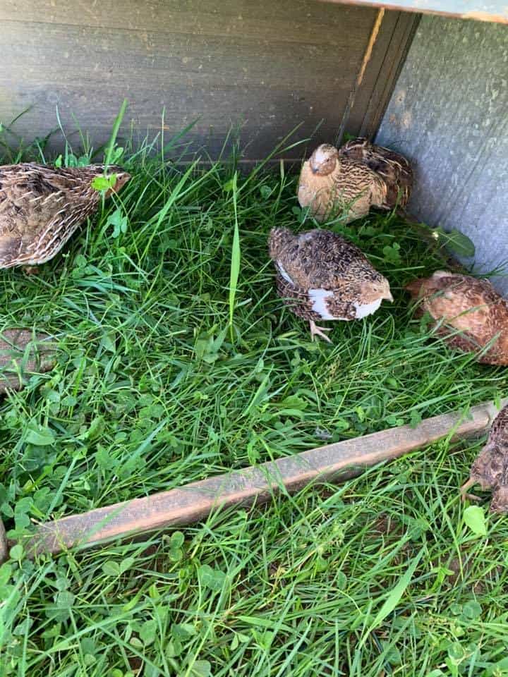 Coturnix quail free-range 