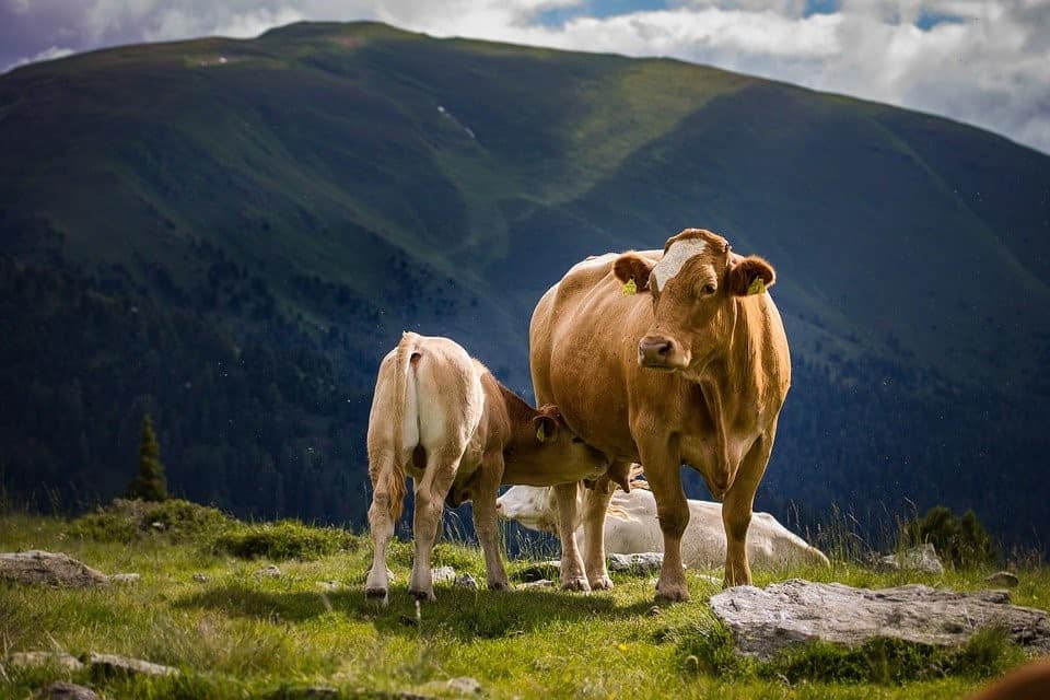 calf with mother cow