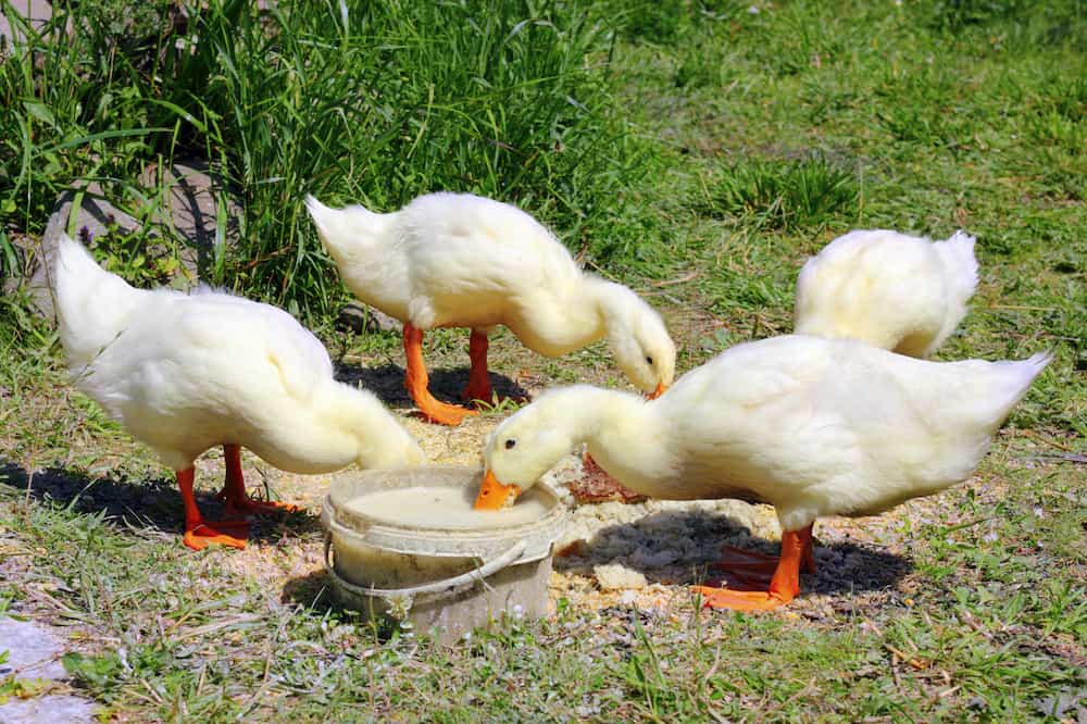 chicken feed for ducks