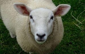 Texel sheep facts