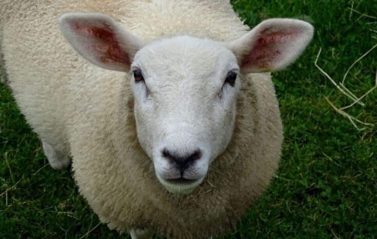 Texel Sheep ~ Everything You Need to Know - Rural Living Today