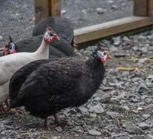 Raising guinea fowl for meat