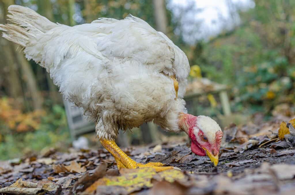 chicken without feathers on its neck