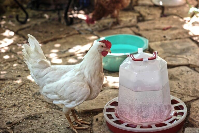 Watering Systems For Backyard Chickens | Rural Living Today