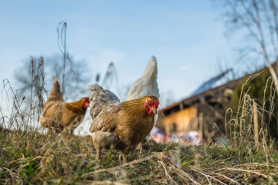 chicken feeding