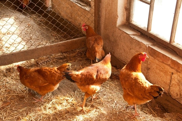 hay for chicken coop