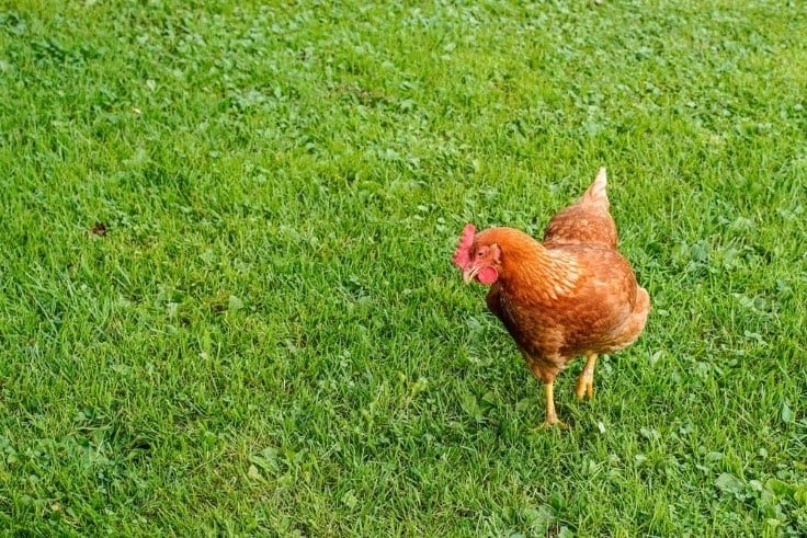 chicken on grass