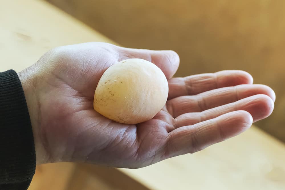 7 Reasons for Shell-less Eggs | Community Chickens