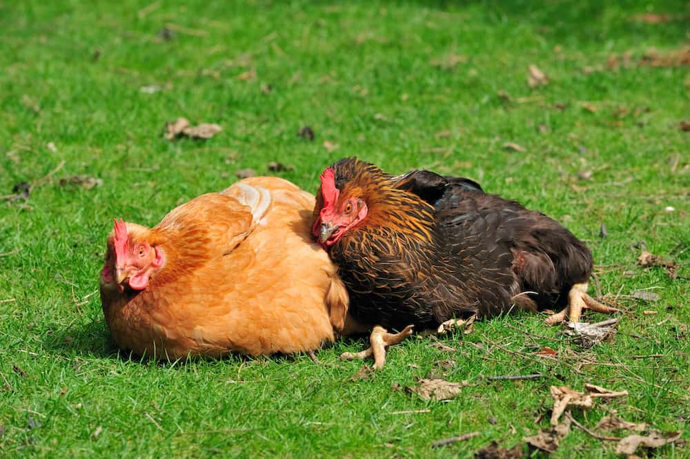 chickens laying eggs with no shell