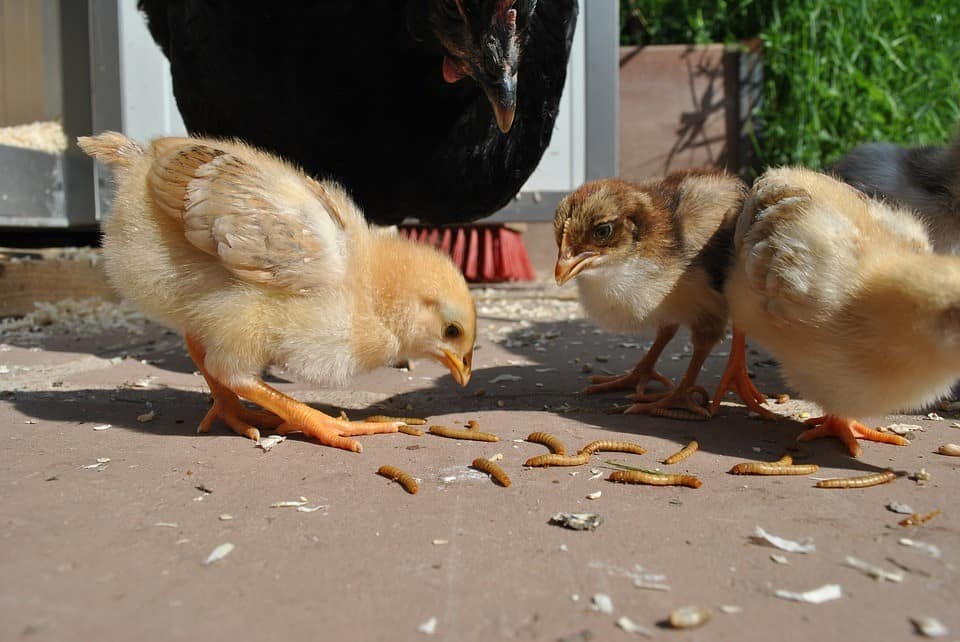 mealworms for chickens