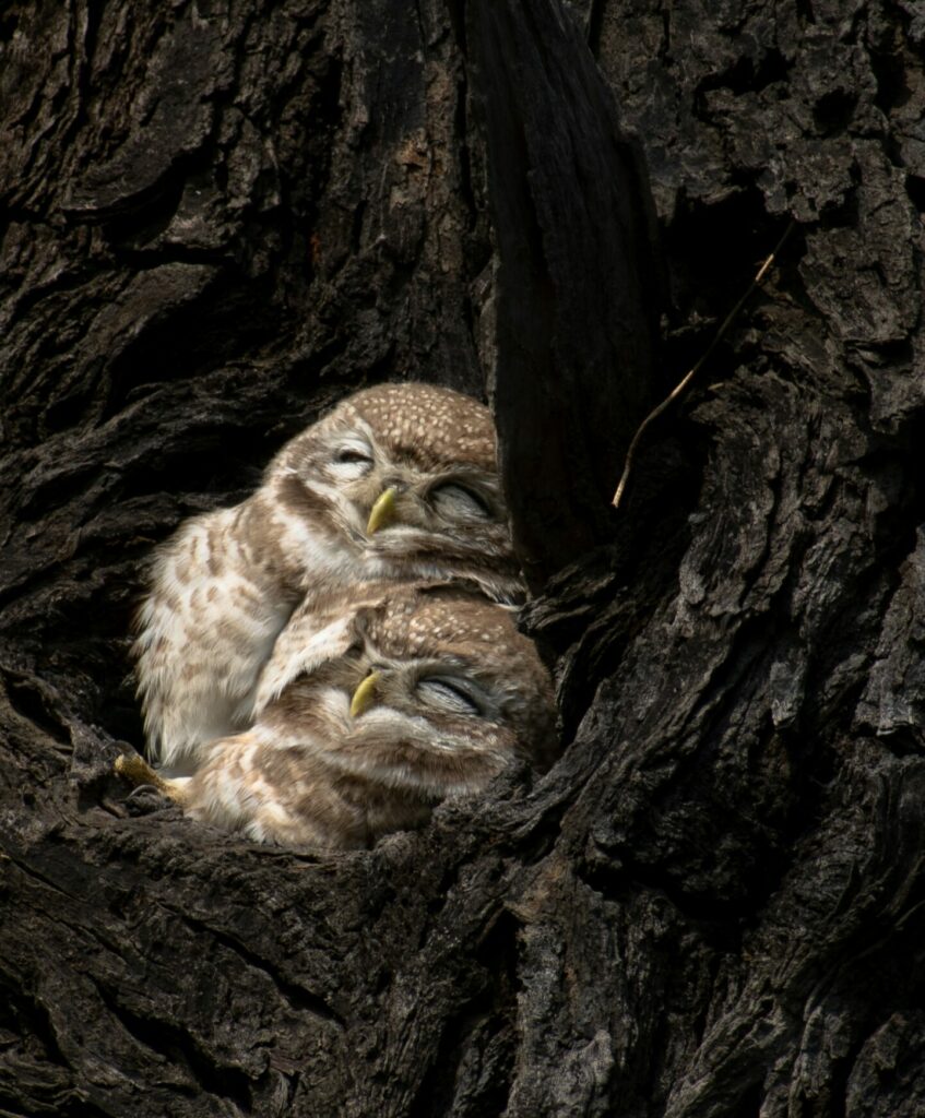 Owls nesting in tree