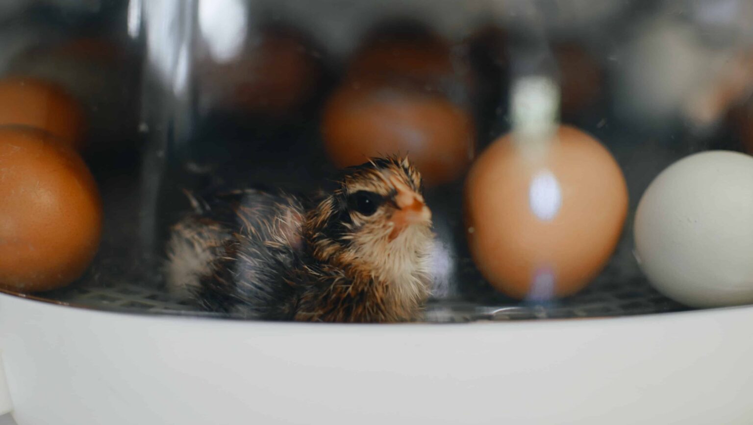 Incubating Chicken Eggs: The Process And Requirements - Rural Living Today