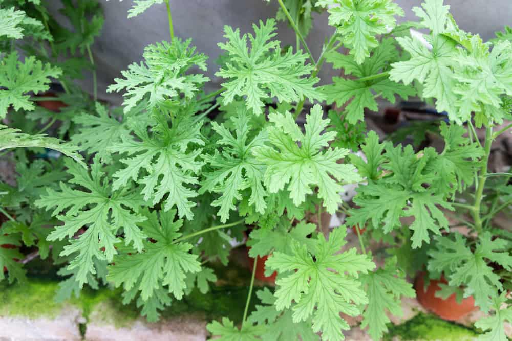 Citronella Pflanze