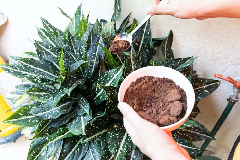 coffee grounds for plants