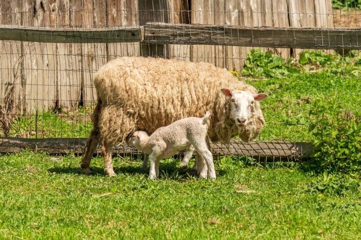 columbia sheep with lamb