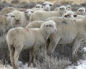 columbian sheep during pasture