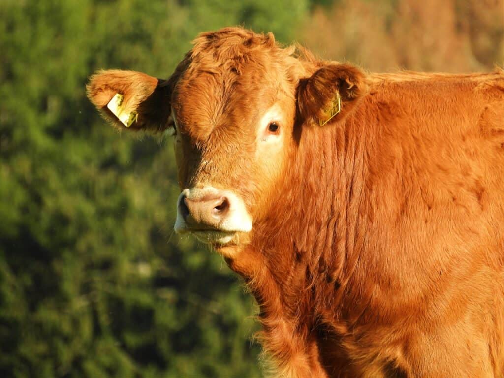 Limousin heifer