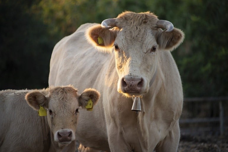 cow and calf looking at camera