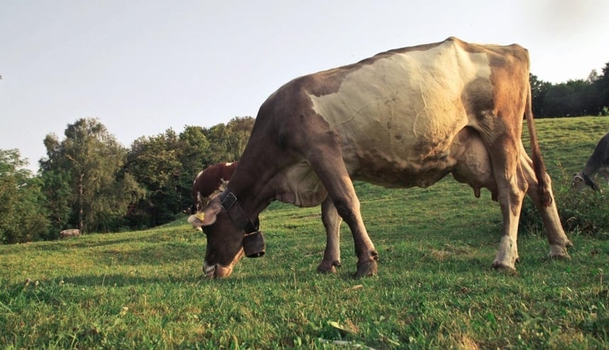 can cows eat clover