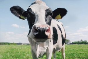 cattle protein tubs