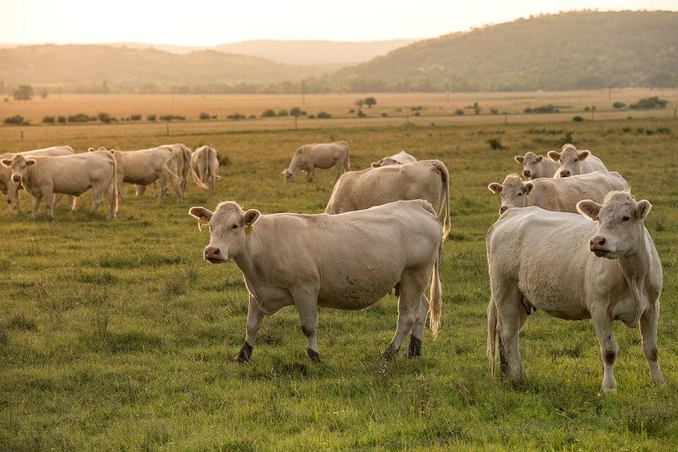 how long is a cows gestation period