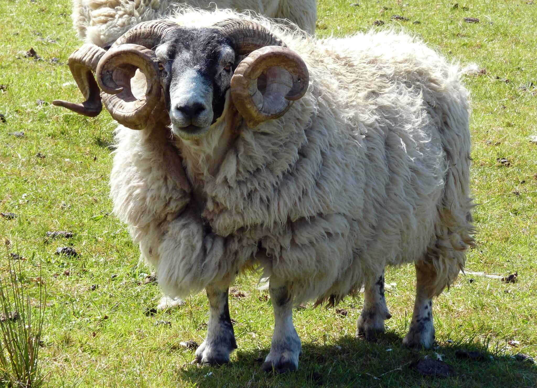 Sheep Names Galore ~ 777+ Baa-rilliant Names for Your Woolly Flock ...