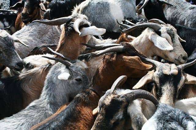 why do goats headbutt each other