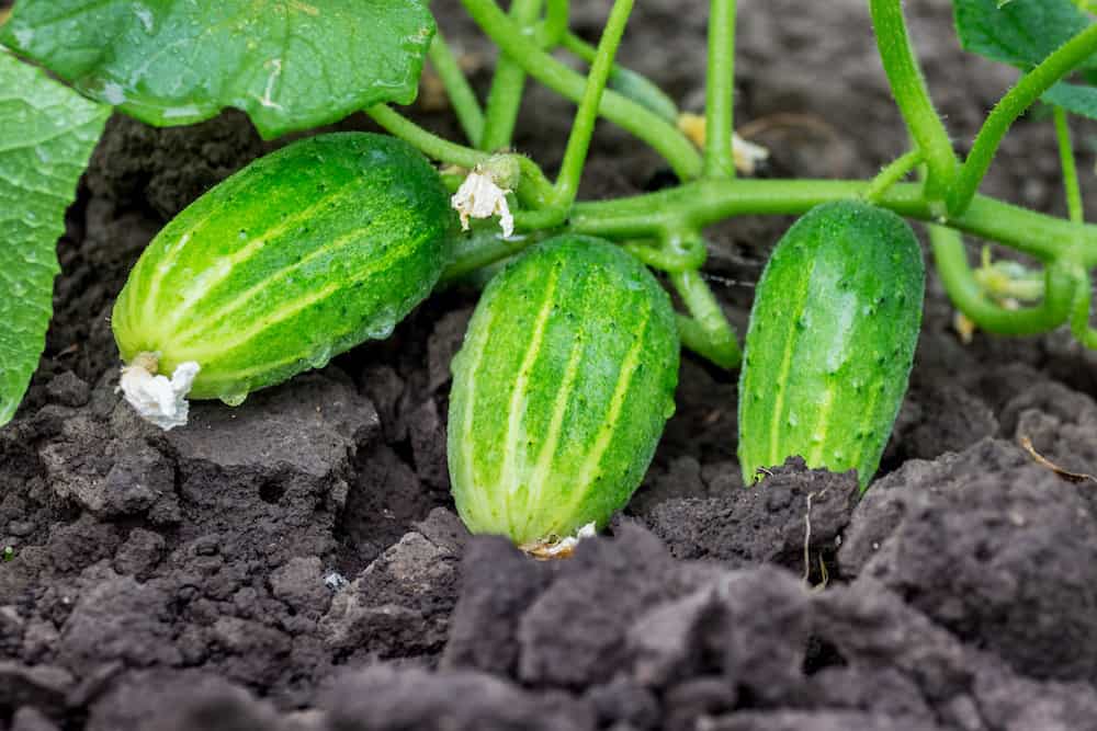 Cucumber (Cucumis Sativus), Seeds Stock Photo