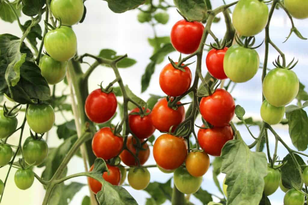 Can chickens eat cherry tomatoes
