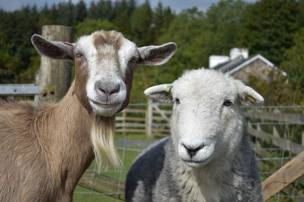 Difference Between Sheep and Goats to Guide Beginners - Rural Living Today