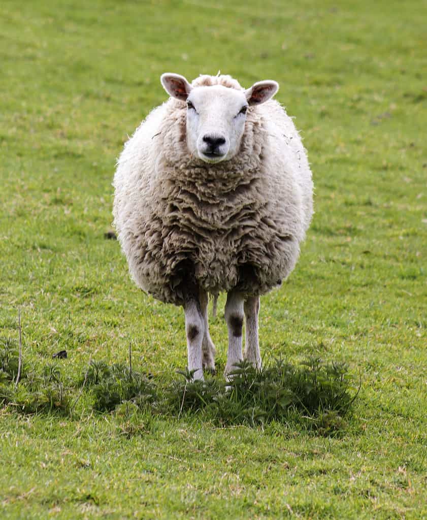 Cute sheep names