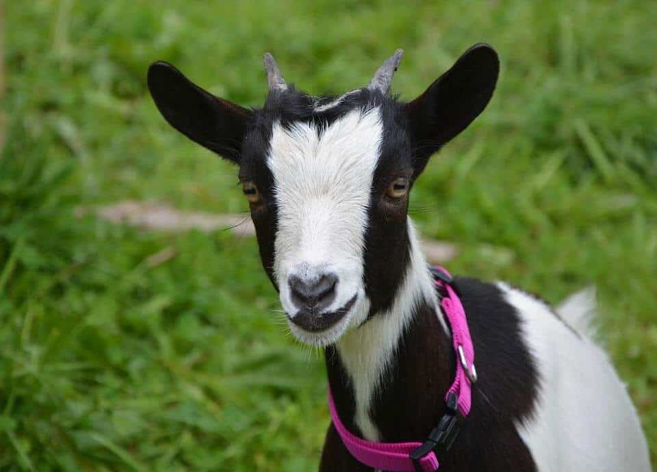How Often Do Goats Go Into Heat
