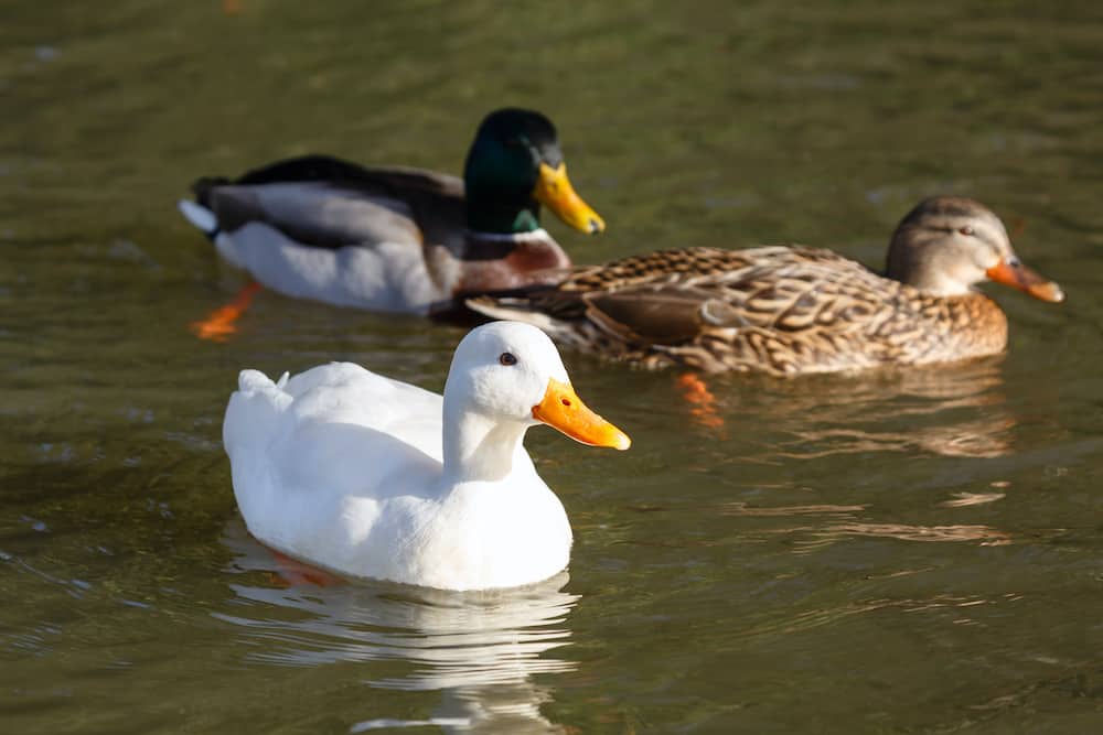 58 Top Pictures Best Ducks For Pets And Eggs : Snowy Call Ducks | Ducks | Duck breeds, Duck coop, Duck ...