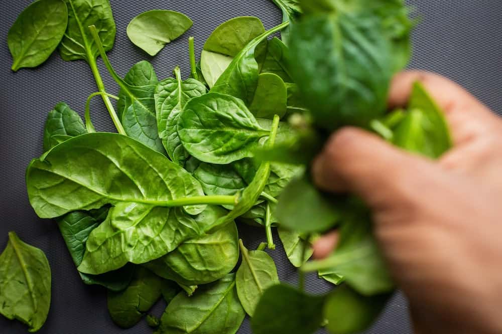 growing spinach at home