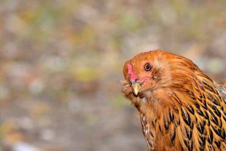 Easter Egger Chicken | Beginning Breeders Guide