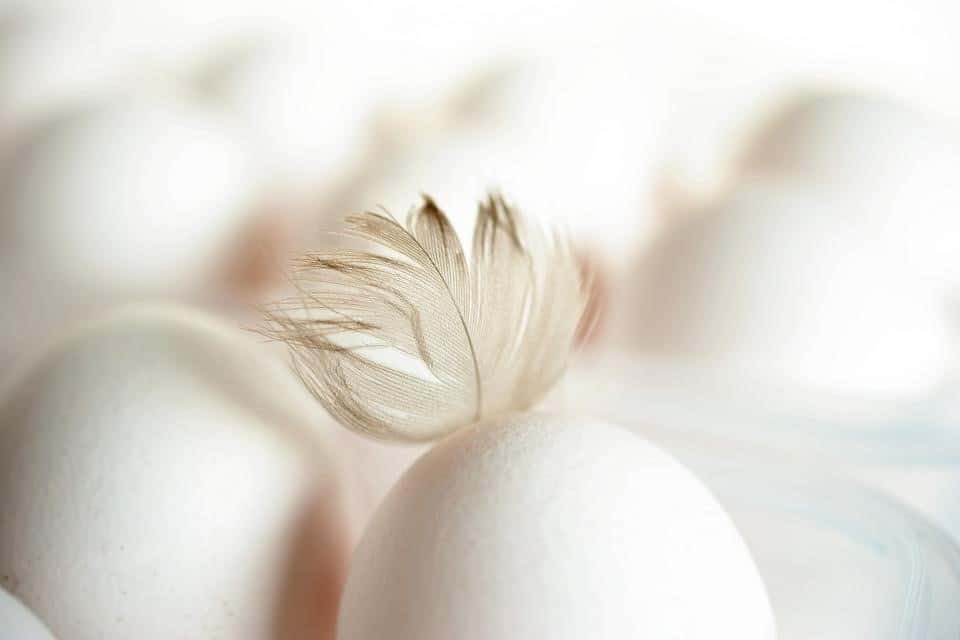 egg with chicken feather