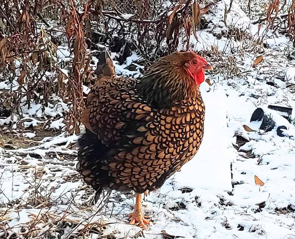 How much cold can chickens tolerate