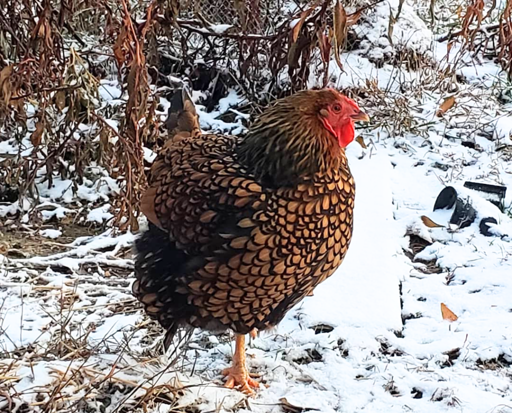 How much cold can chickens tolerate