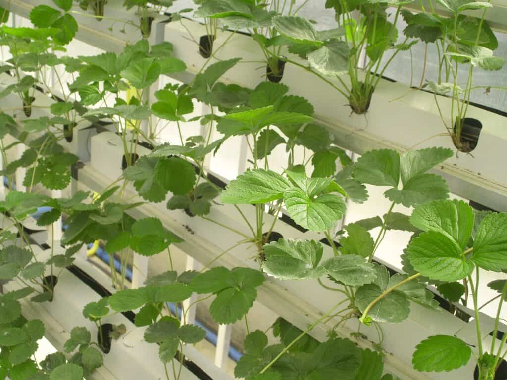 growing strawberries in hydroponics
