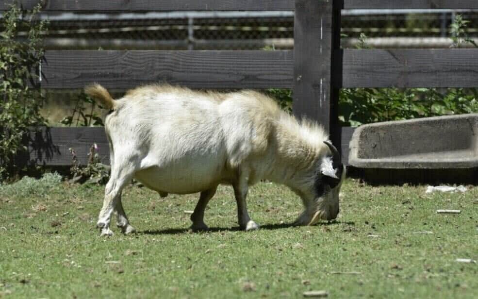 What to Feed Goats to Gain Weight