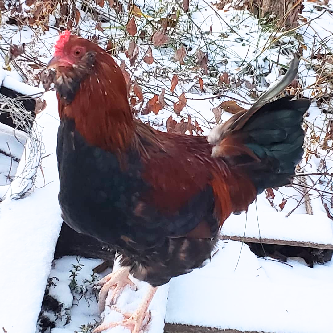 How Cold Can Chickens Tolerate