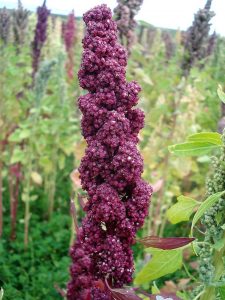 flowering quinoa plant